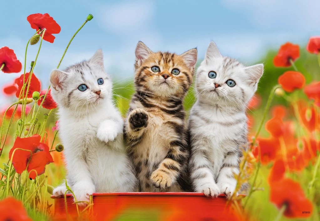 Ravensburger Katzen Auf Entdeckungsreise 2 Ravensburger Katzen Auf Entdeckungsreise – Bild 2