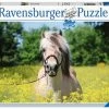 Ravensburger Pferd Im Rapsfeld